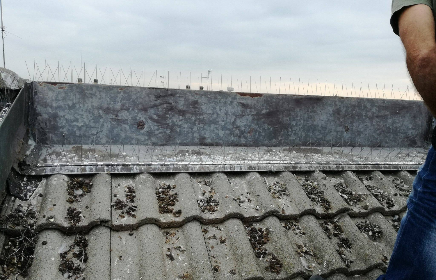 Montaggio dissuasori volatilii e pulizia tetto a Cesate, Milano.